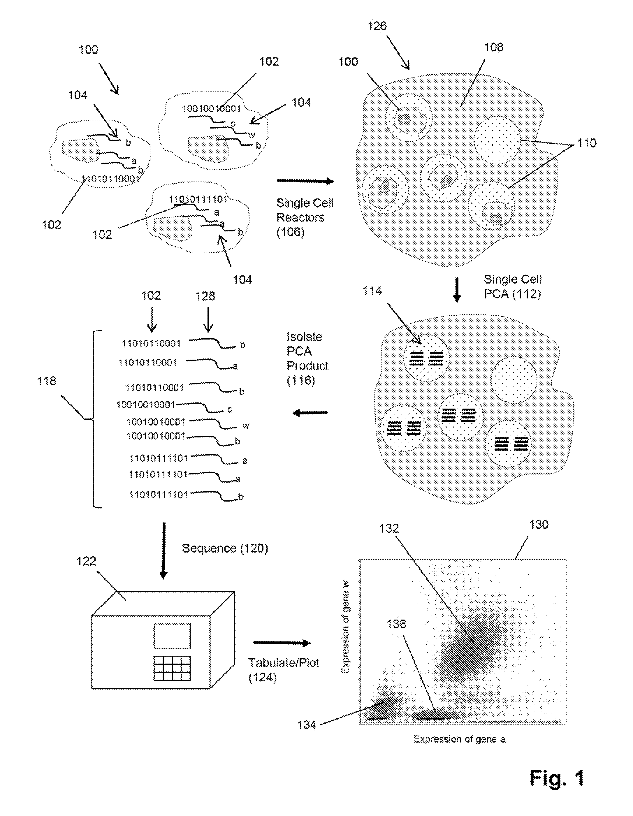 Single cell analysis by polymerase cycling assembly