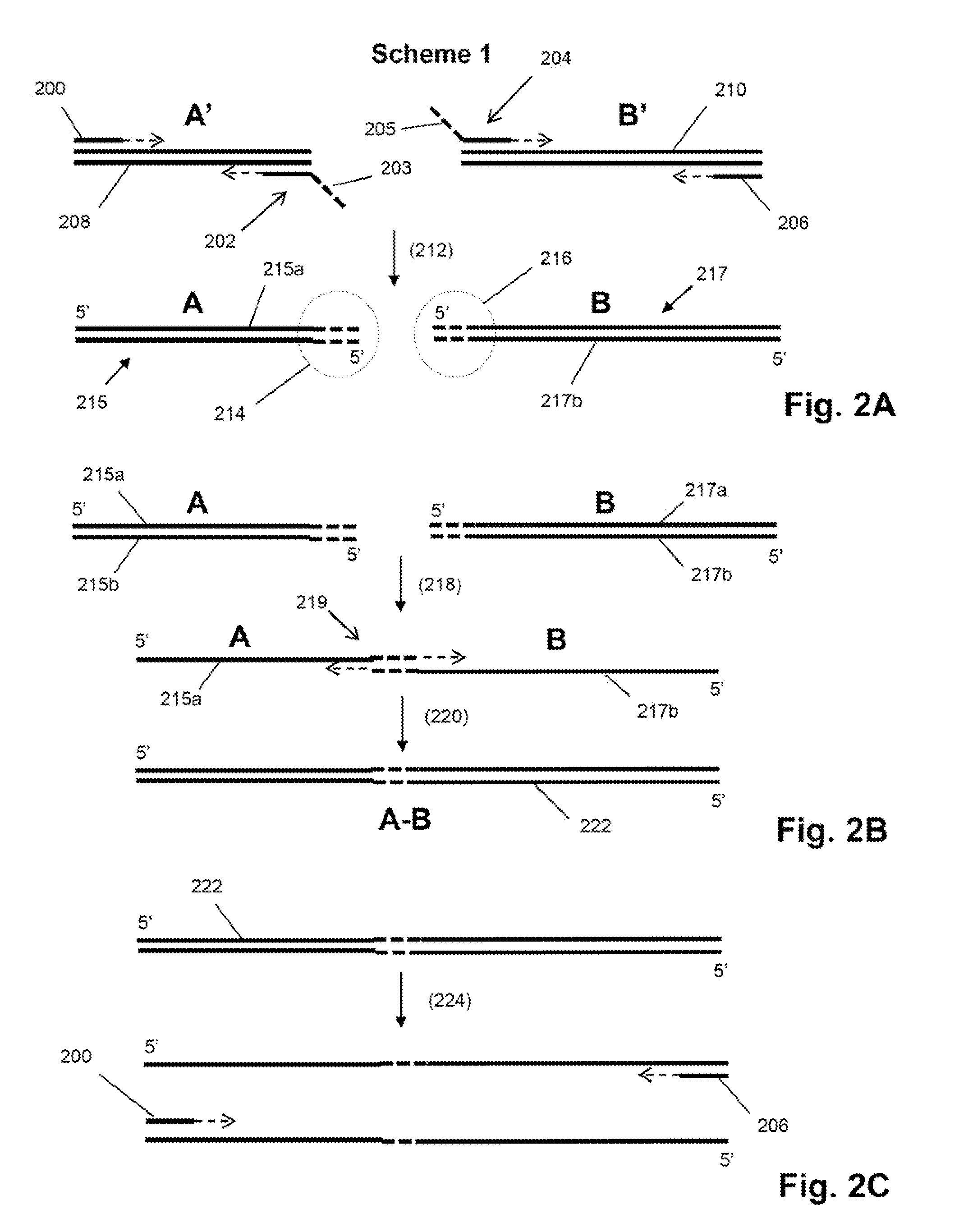 Single cell analysis by polymerase cycling assembly