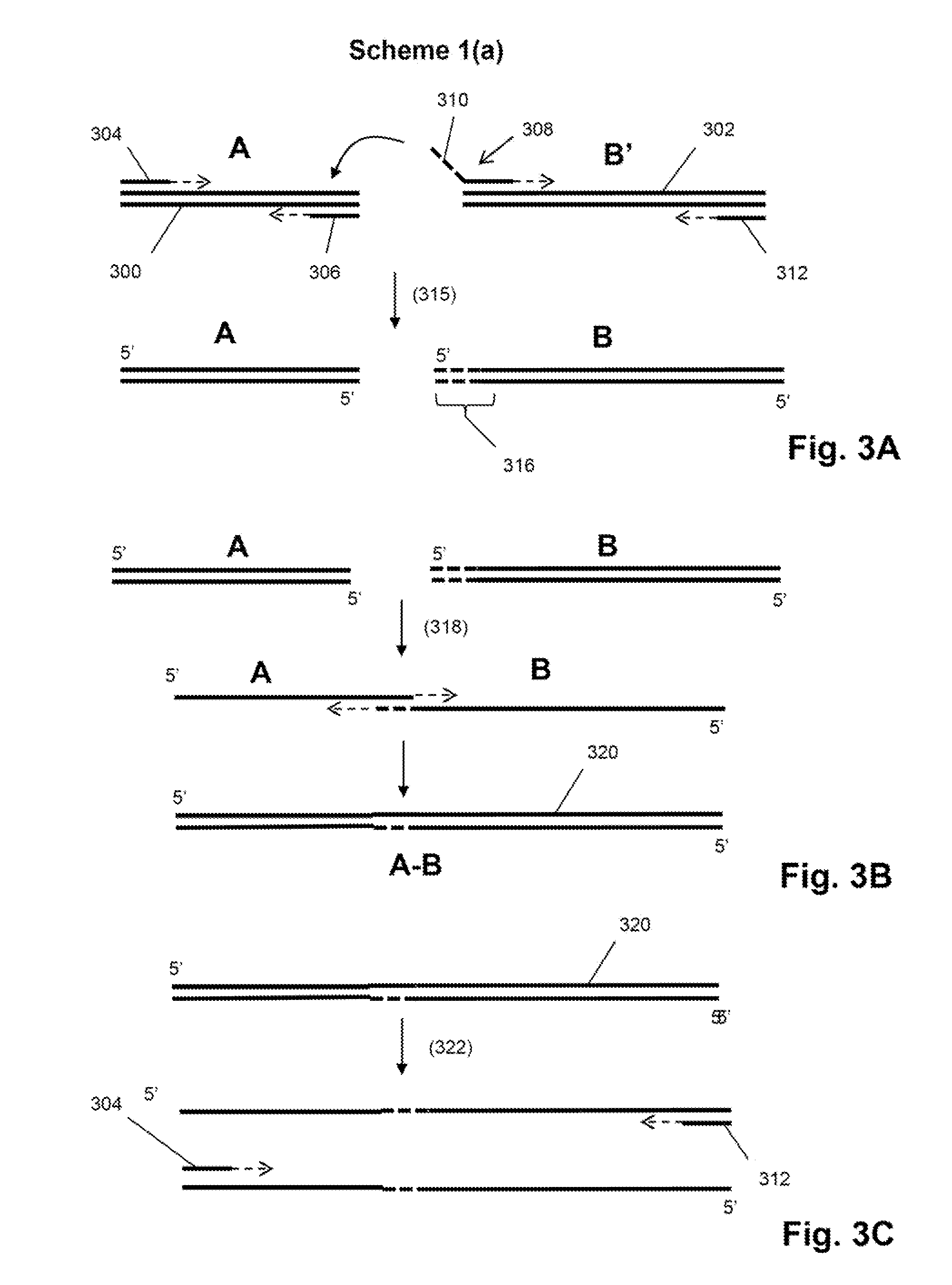 Single cell analysis by polymerase cycling assembly