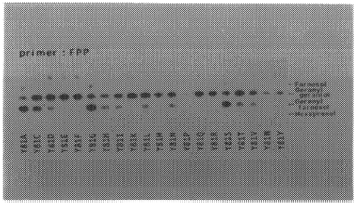 Mutant prenyl diphosphate synthase