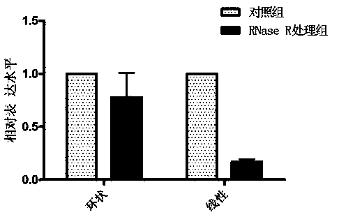 Cyclic RNA circBCBM1 and non-diagnostic fluorescent quantitative detection method