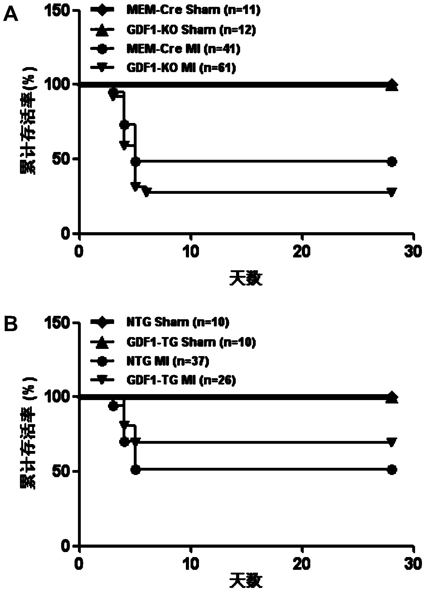 Function and application of growth differentiation factor 1 (GDF1) to coronary atherosclerotic heart disease