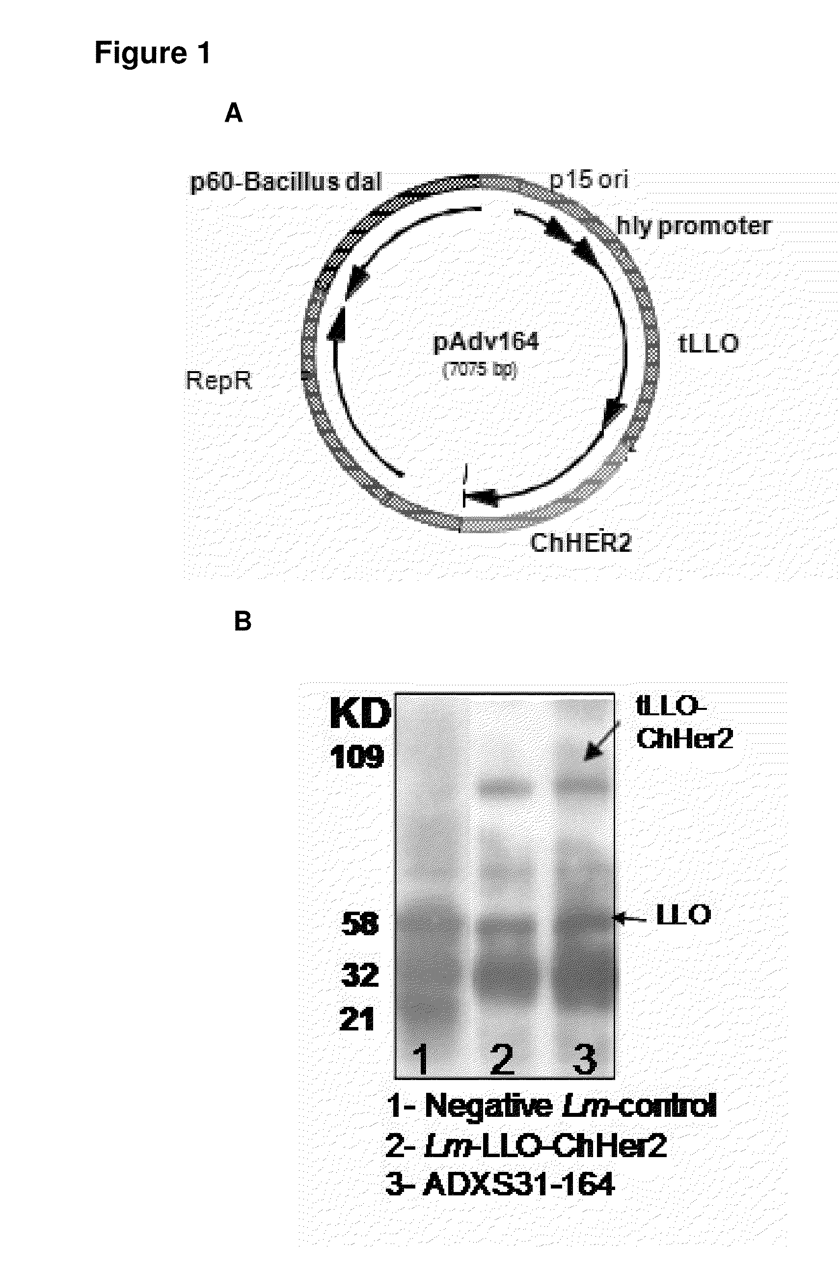 Compositions and methods for prevention of escape mutation in the treatment of her2/neu over-expressing tumors