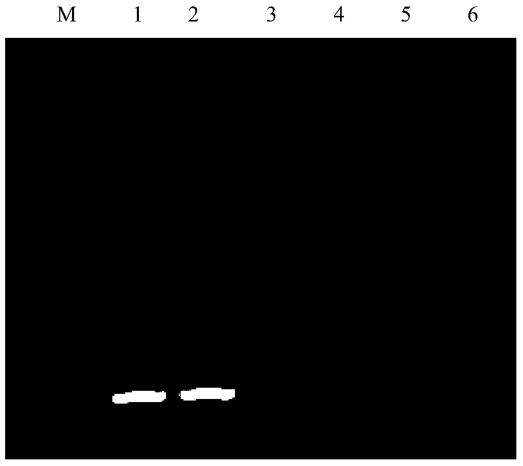 Method for detecting tomato spotted wilf virus