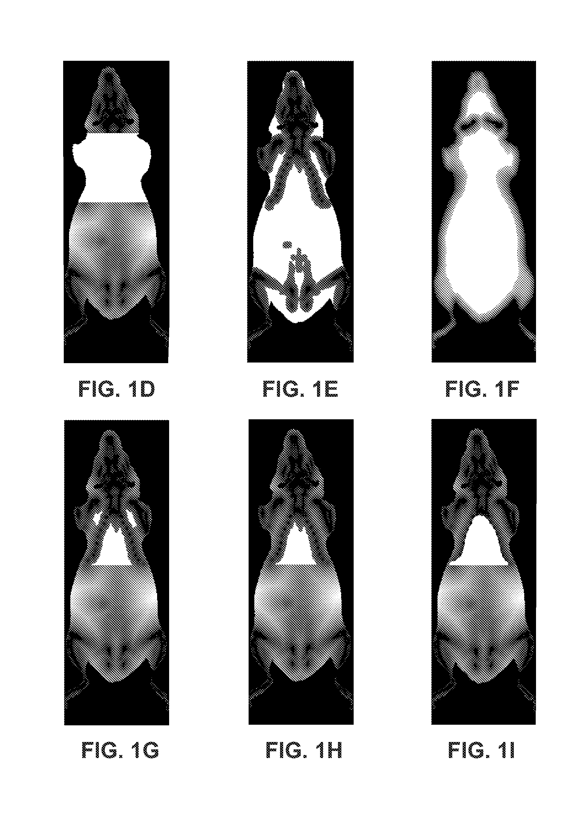 Method and system for automated detection of tissue interior to a mammalian ribcage from an in vivo image