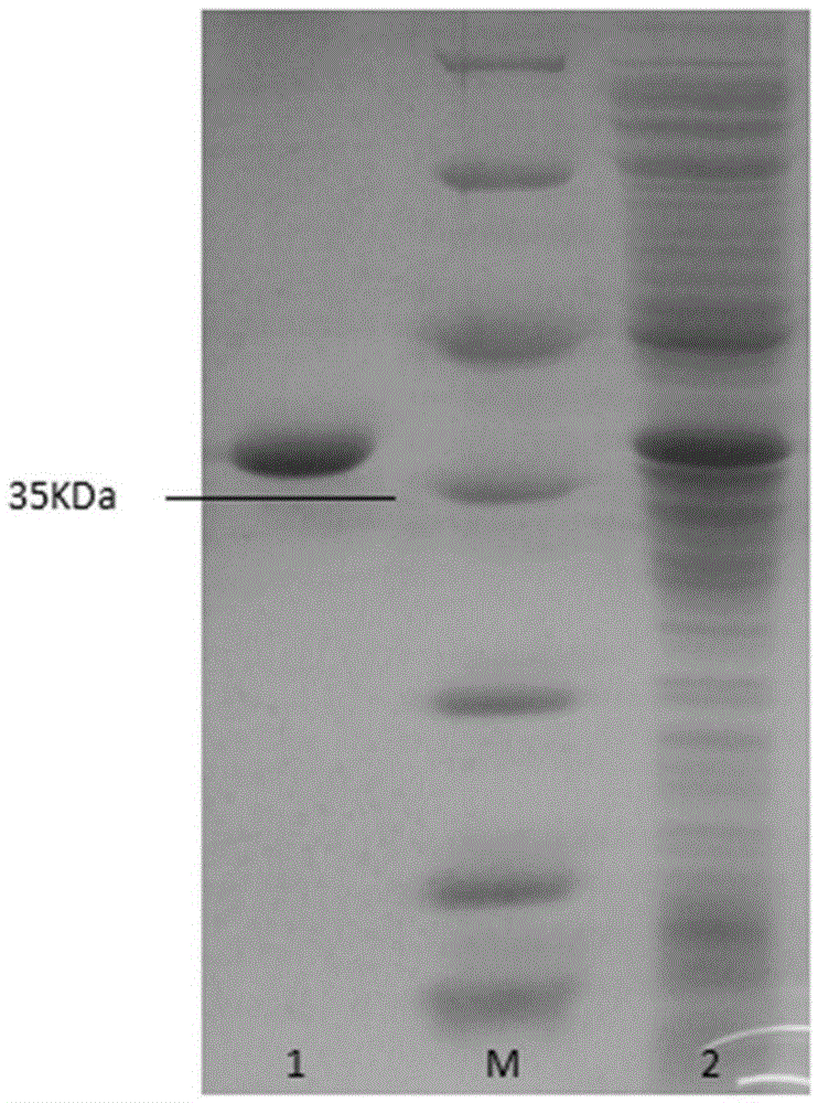 Heat-stable catechol 1,2-dioxygenase derived from animal manure metagenome and coding gene thereof, and preparation method of heat-stable catechol 1,2-dioxygenase