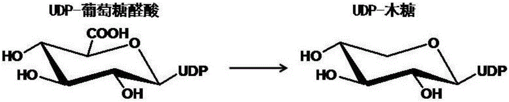 Truncated uridine-5'-diphosphate xylose synthetase, and nucleotide sequence and application thereof