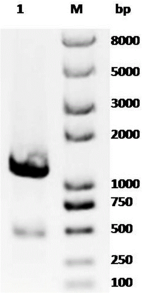 Truncated uridine-5'-diphosphate xylose synthetase, and nucleotide sequence and application thereof