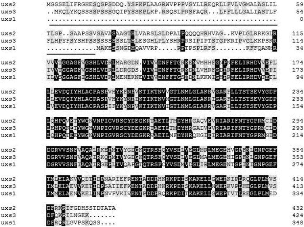 Truncated uridine-5'-diphosphate xylose synthetase, and nucleotide sequence and application thereof