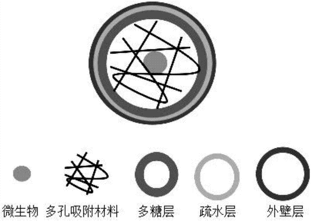 Microecological preparation with viable bacteria, preparation method and application thereof