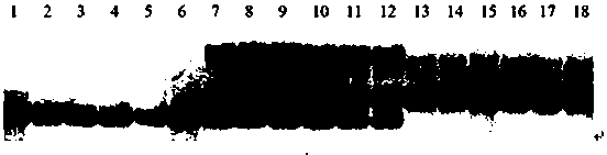 Method for Purity Identification of Flower Bud Seeds of Melon Hybrids Based on est-ssr Markers