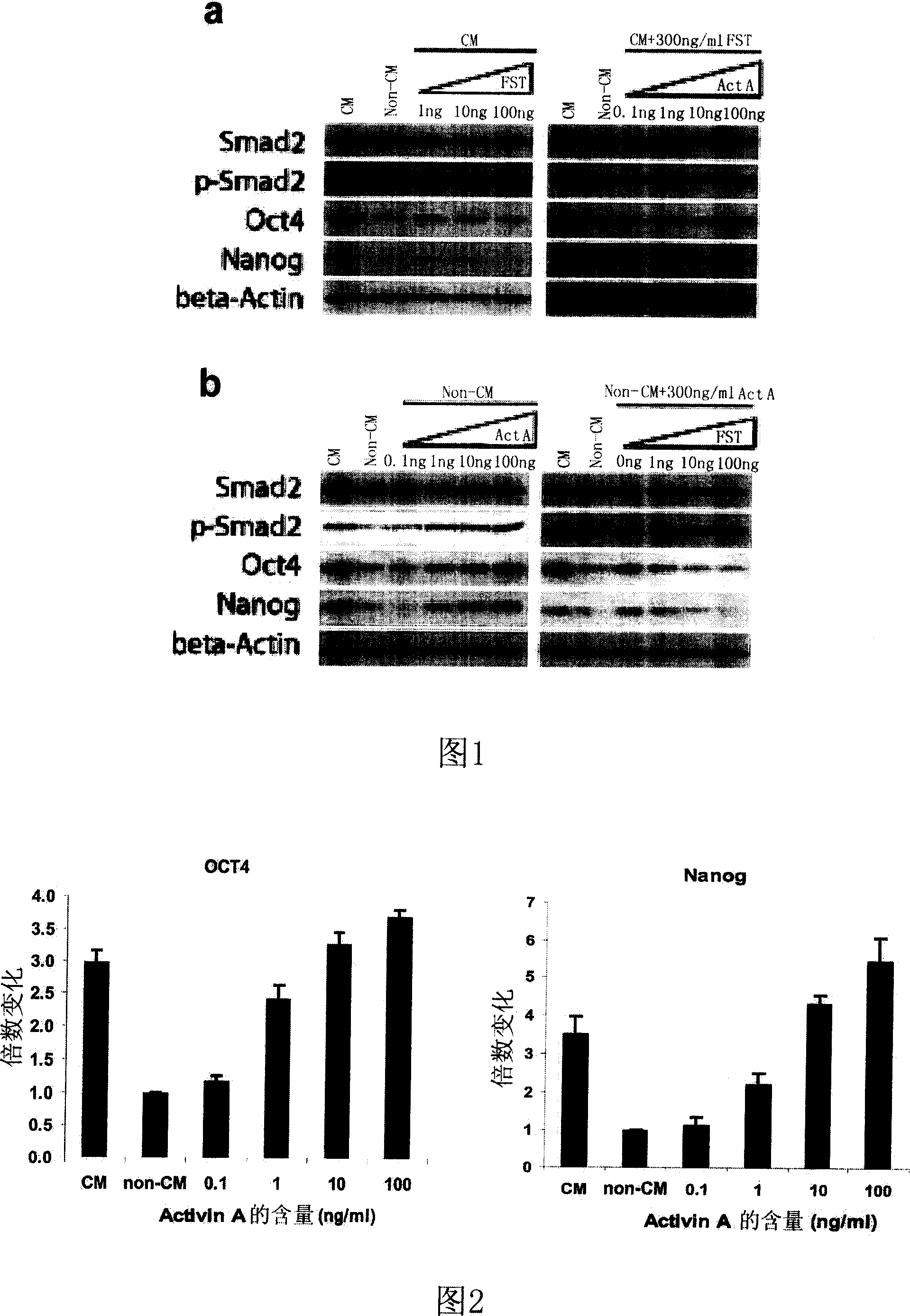 Use of Activin A in human embryo stem cell trophoblast-free cell culture