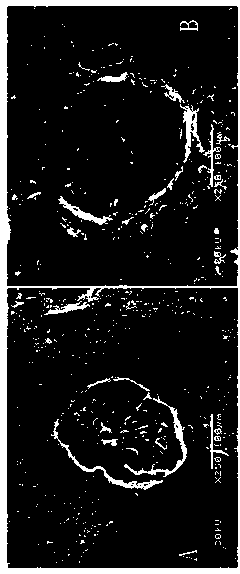 Green-protecting film coating agent for early crisp pear and preparation method of green-protecting film coating agent