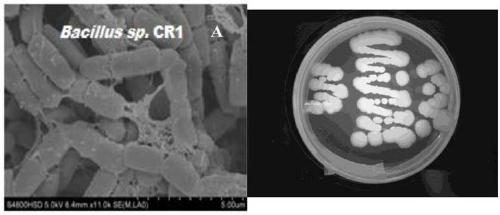 Bacillus capable of degrading naphthenic acids and application of bacillus capable of degrading naphthenic acids