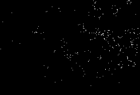 Application of a strain of Paenibacillus polymyxa in preservation of fruits and vegetables