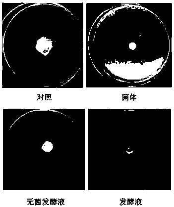 Application of a strain of Paenibacillus polymyxa in preservation of fruits and vegetables