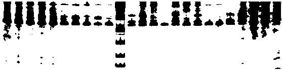 Haliotis discus hannai microsatellite molecular marker and preparation method thereof