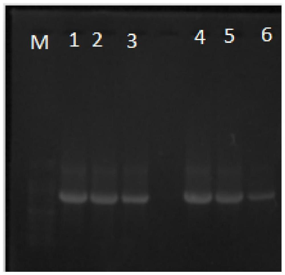 HB-NC4 recombinant protein and preparation method and application thereof