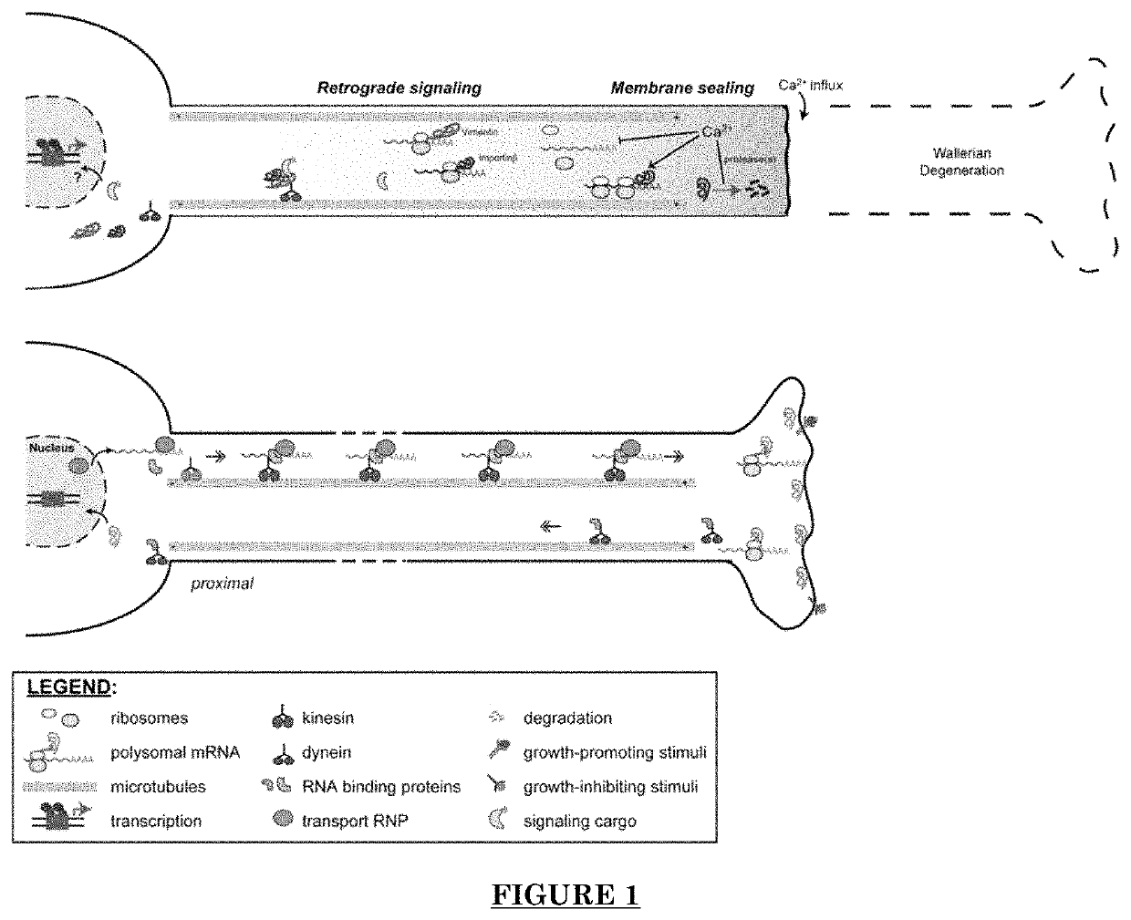 Targeting G3BP proteins to accelerate nerve regeneration