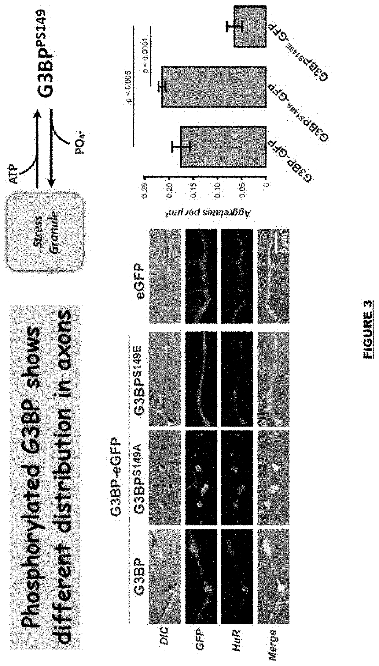 Targeting G3BP proteins to accelerate nerve regeneration