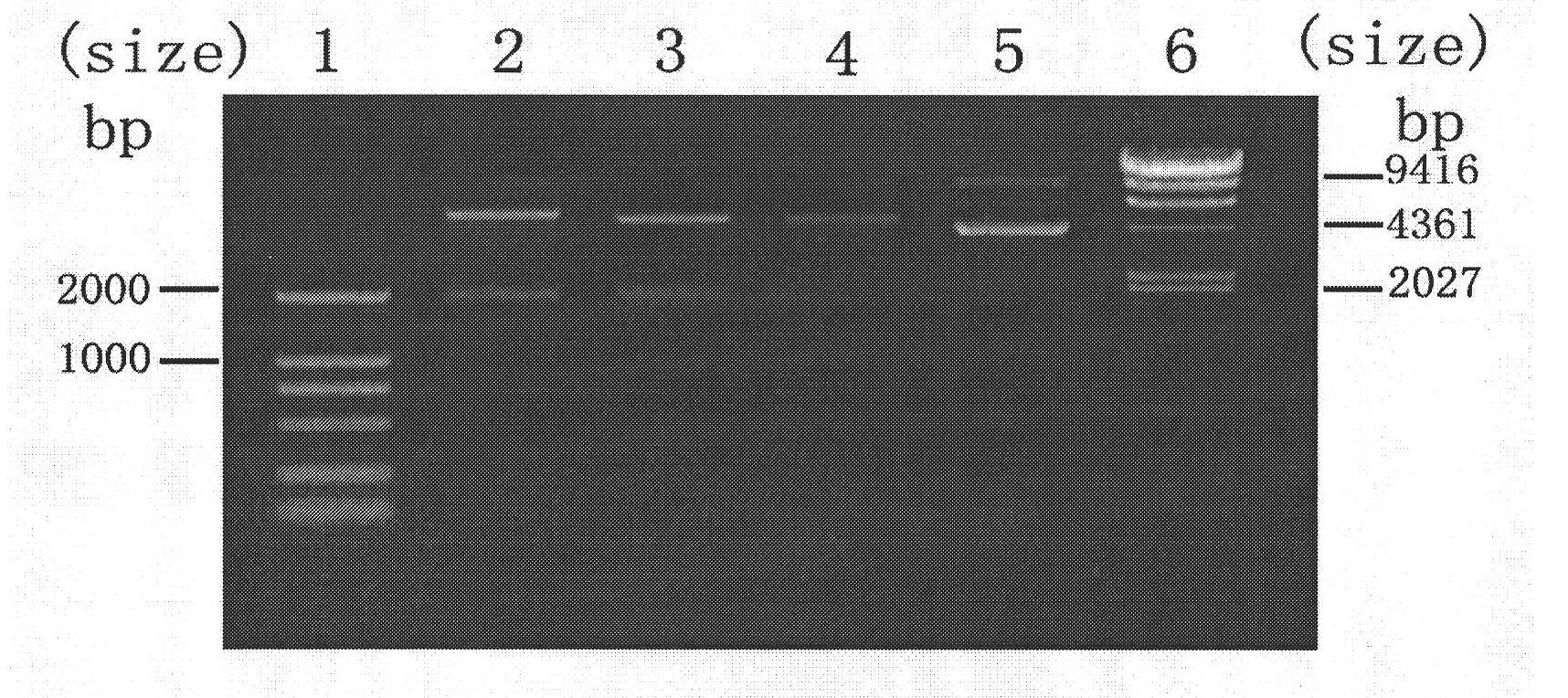 Kit for amplifying herpes simplex virus (HSV)-1 alkali nuclease gene and method for expressing HSV-1 alkali nuclease