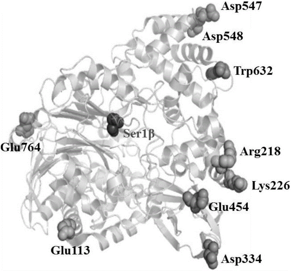 Cephalosporin C acylase mutant with higher heat stability and construction method thereof