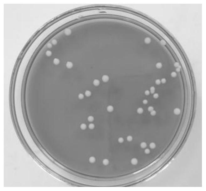 Weissella sinus with broad-spectrum antibacterial activity