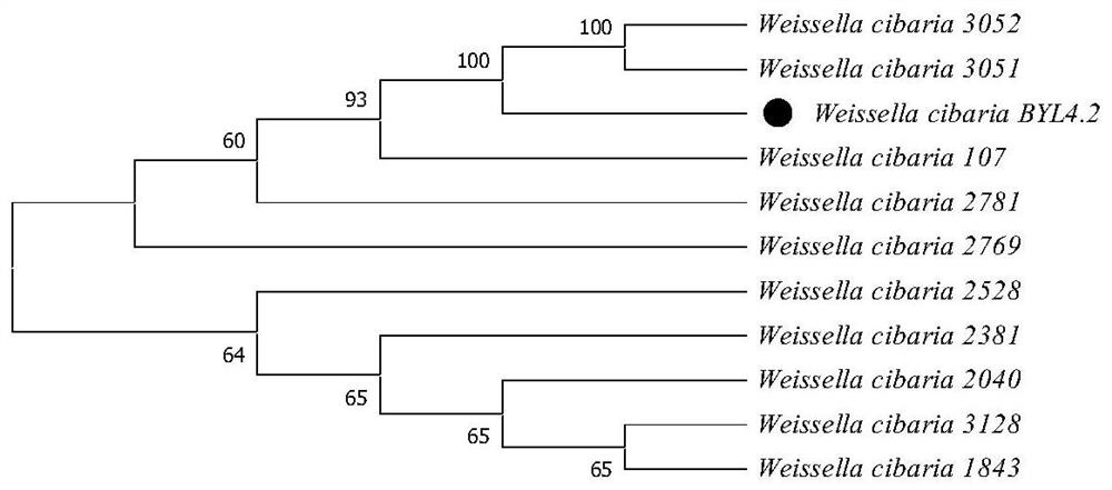 Weissella sinus with broad-spectrum antibacterial activity