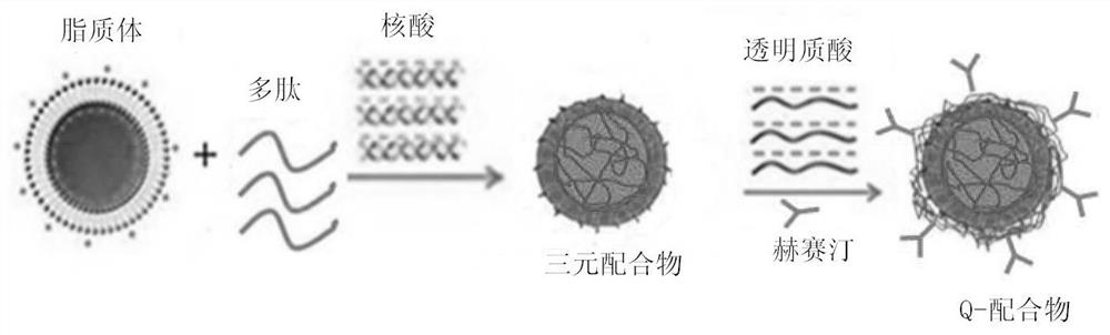 Antibody, polypeptide and nucleic acid combination therapy targeting carrier and its preparation method and application