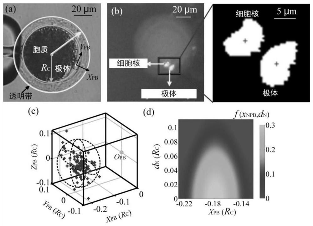 A Nucleus Manipulation Method Based on Dynamic Nucleus Position Drift Modeling