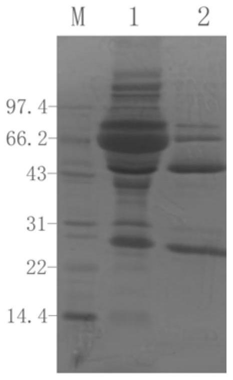 Mouse anti-human cd61 monoclonal antibody hybridoma cell line, monoclonal antibody and its preparation method and application, flow detection reagent