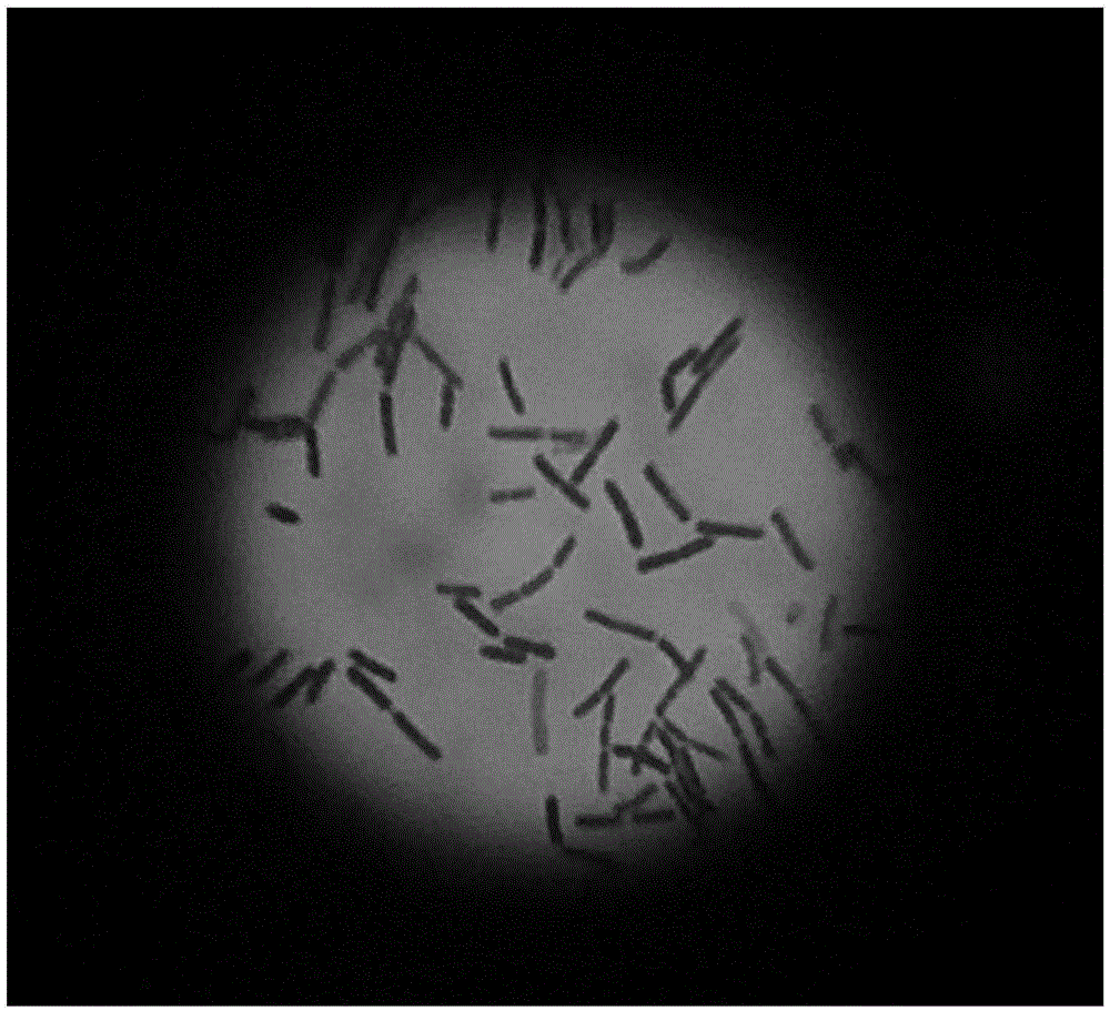 Lactobacillus salivarius for efficiently inhibiting avian pathogenic salmonella and application of lactobacillus salivarius