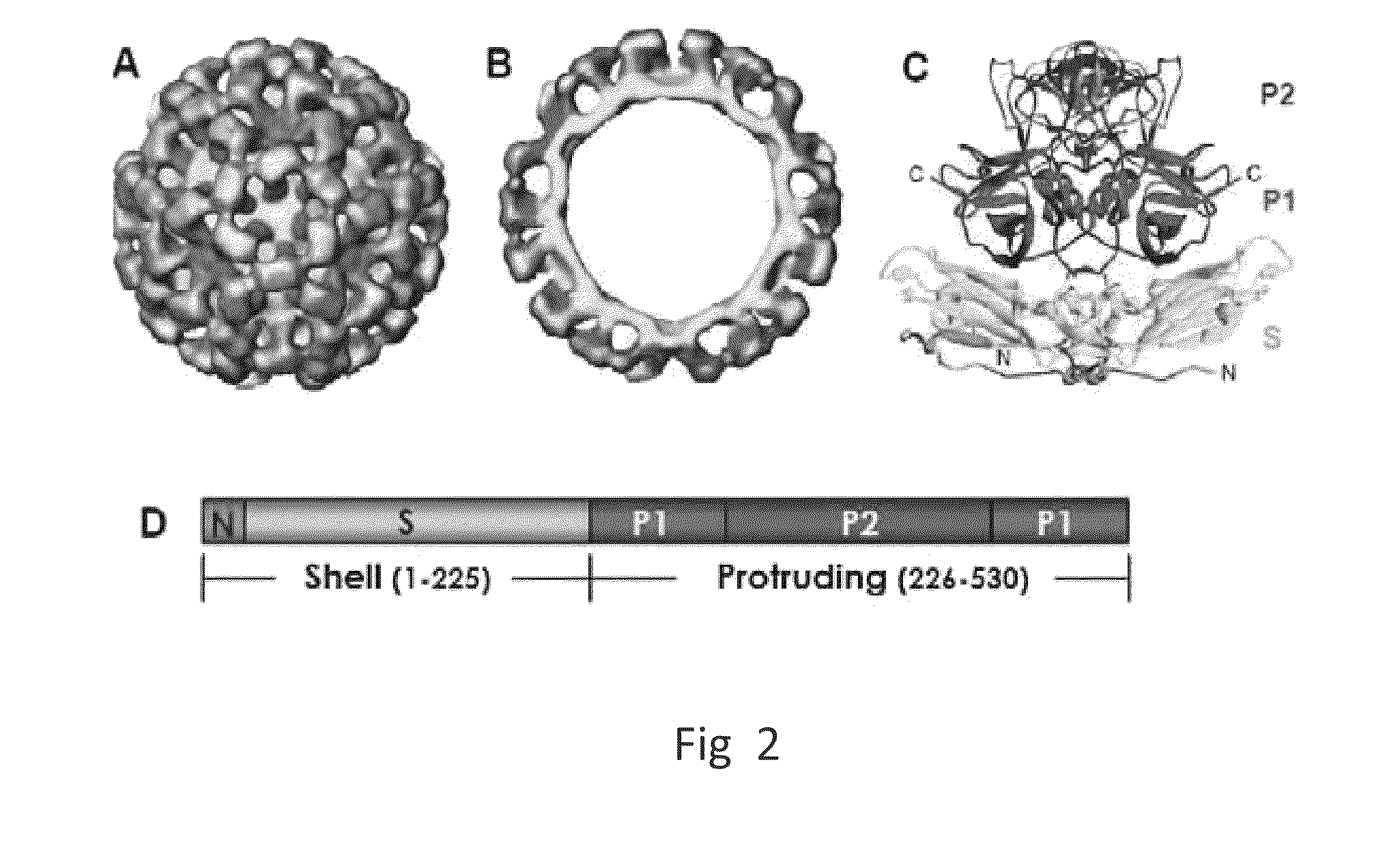 Antigen-norovirus P-domain monomers and dimers, antigen-norovirus P-particle molecules, and methods for their making and use