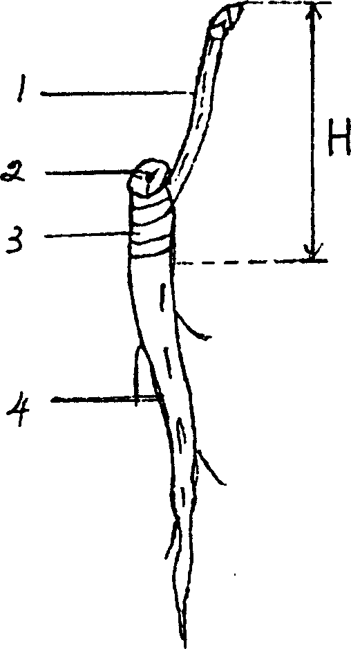 Sealing wax method for graft