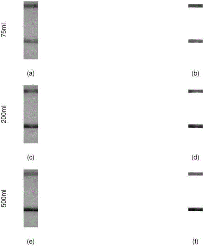 Immunity chromatography test strip quantitation detection method based on deep reliability network