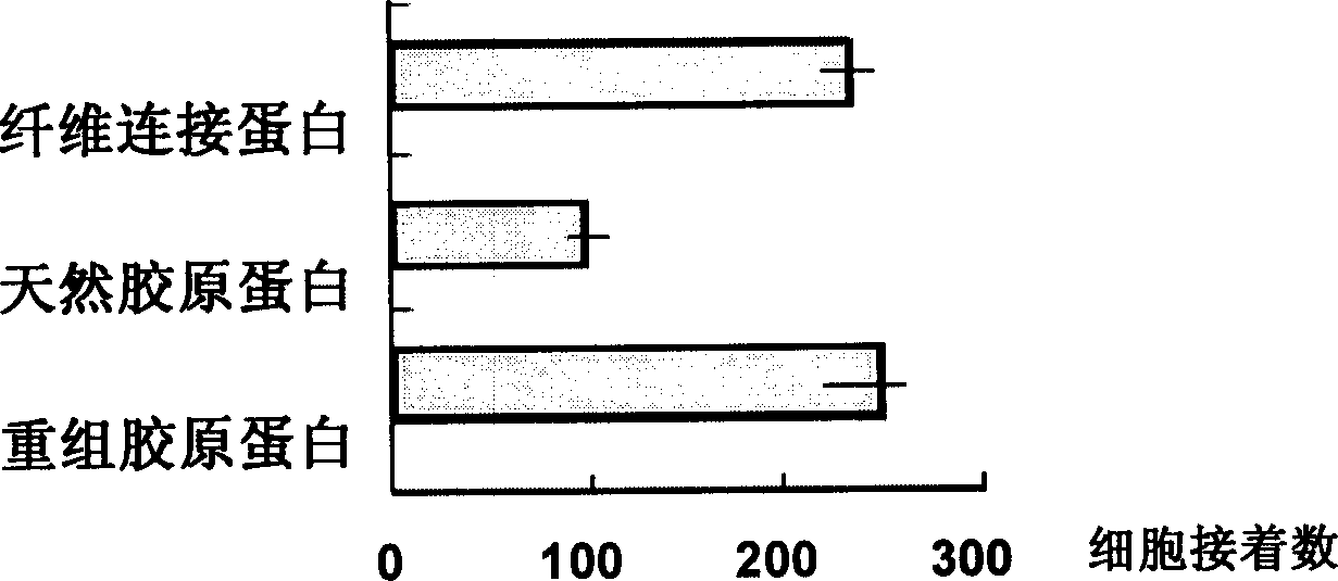 Recombined collagen and synthesizing and expressing purifying process thereof