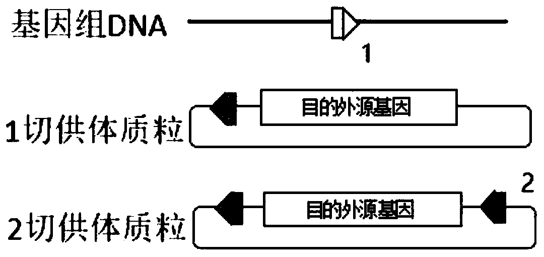 Preparation method of transgenic chicken oviduct bioreactor