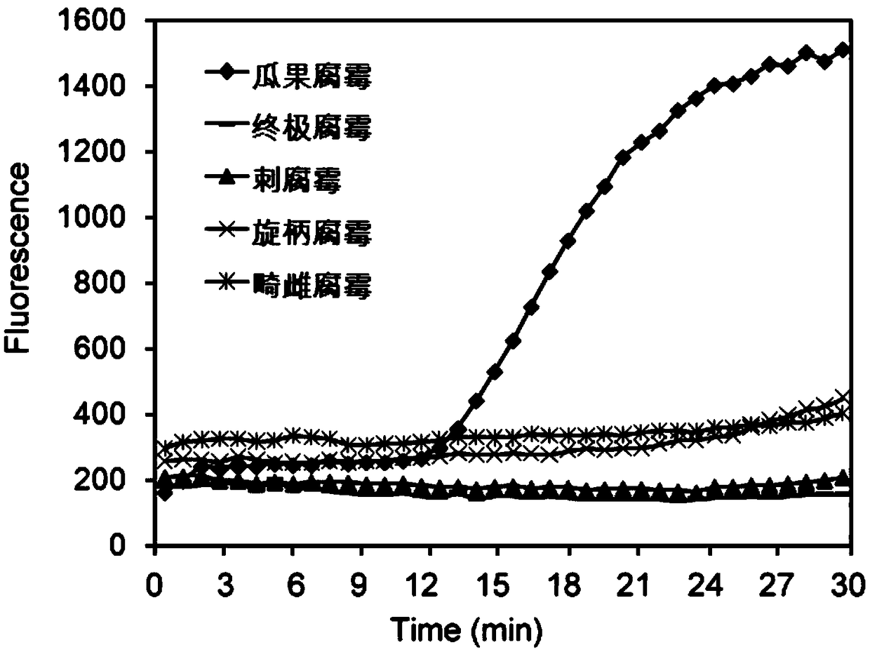 Primer, probe and kit for detecting soybean damping-off disease based on recombinase polymerase amplification method