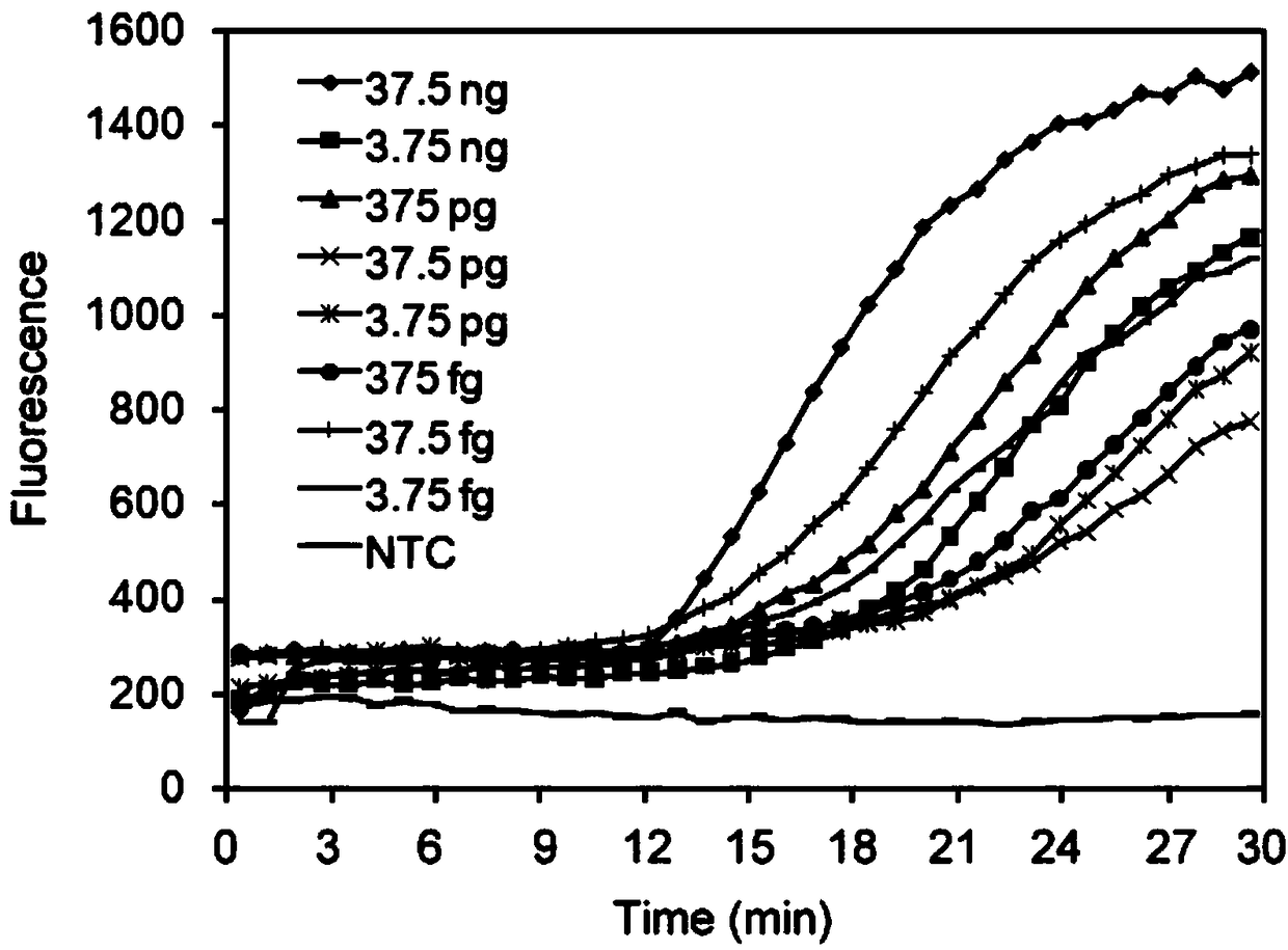 Primer, probe and kit for detecting soybean damping-off disease based on recombinase polymerase amplification method