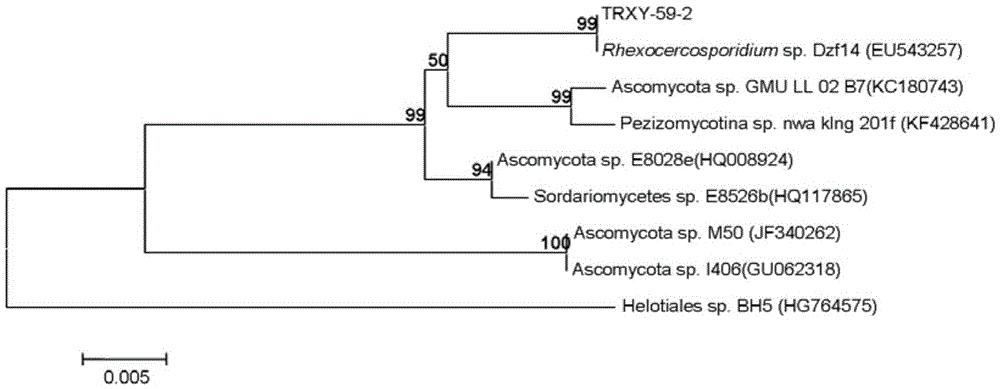 Application of sophora tonkinensis endophytic fungus TRXY-59-2 in preventing and controlling panax notoginseng root rot