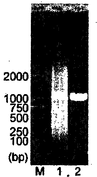 Integrated gene recombined process, recombined gene and coding protein obtained thereby