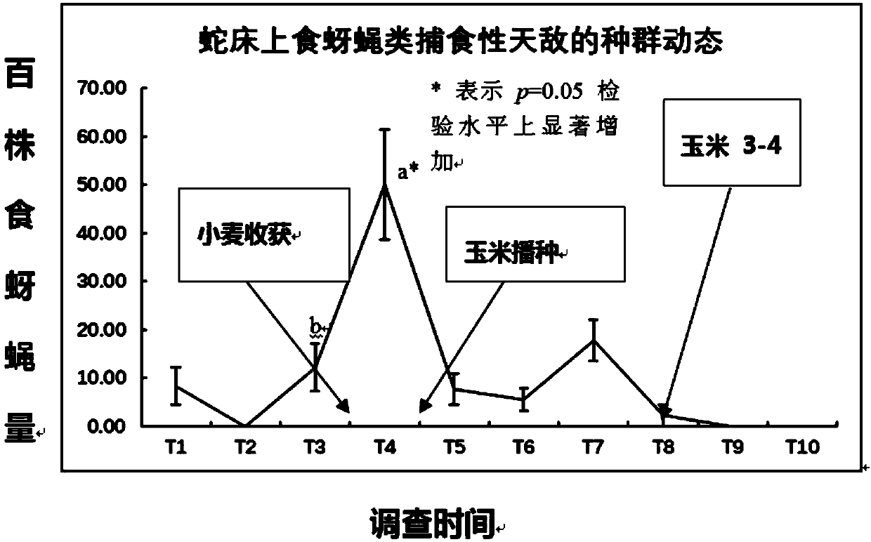 Method for assisting migration of predatory natural enemies from wheat fields to maize fields