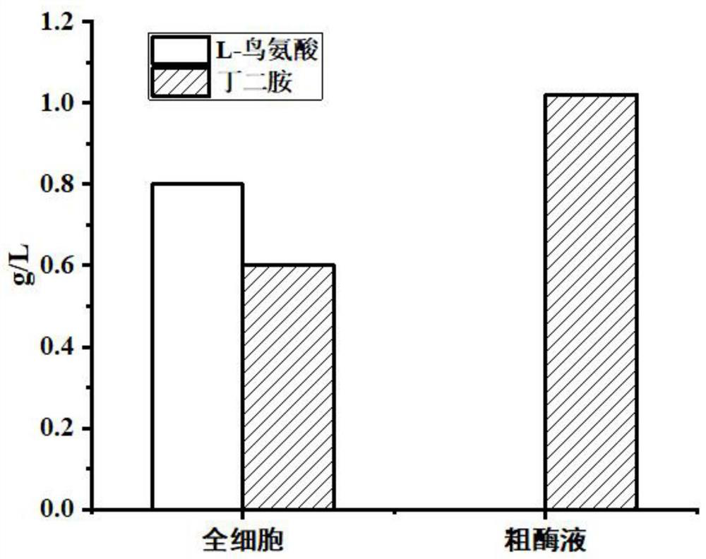 Engineering bacterium, treatment method of ornithine-containing solution and kit