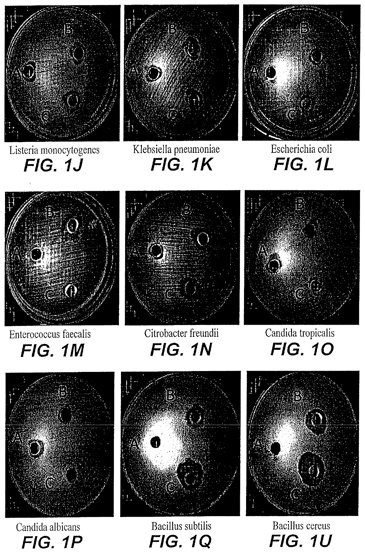 Method of synthesizing custard apple peel nanoparticles