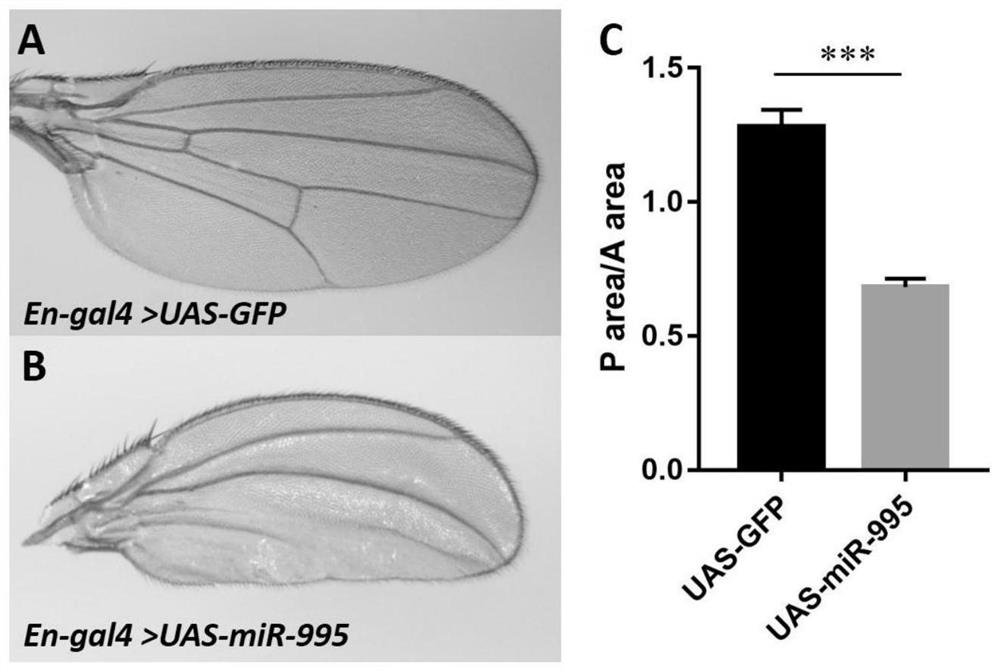 Application of miR-995 in prevention and treatment of lepidoptera pests