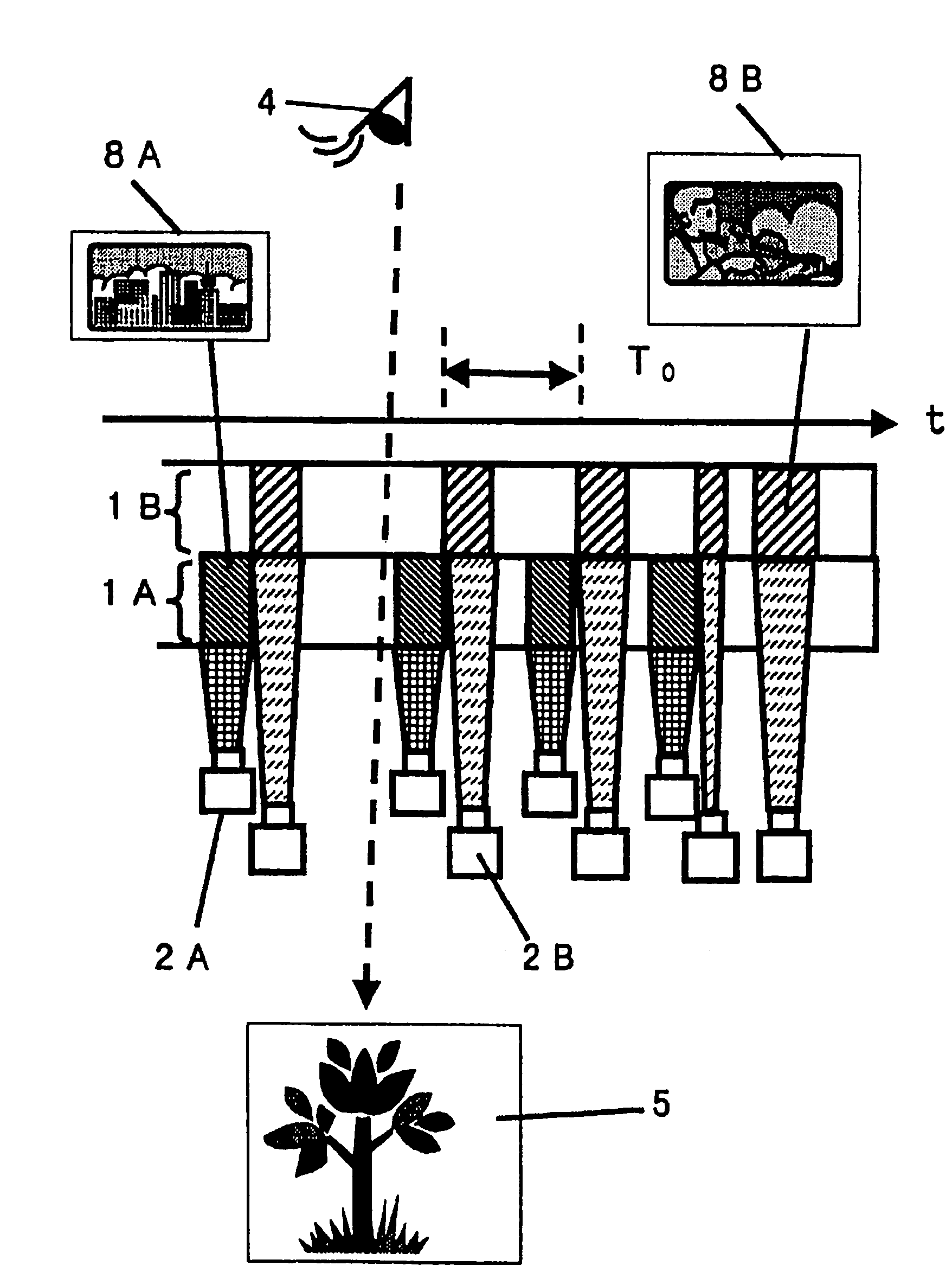 Image display system