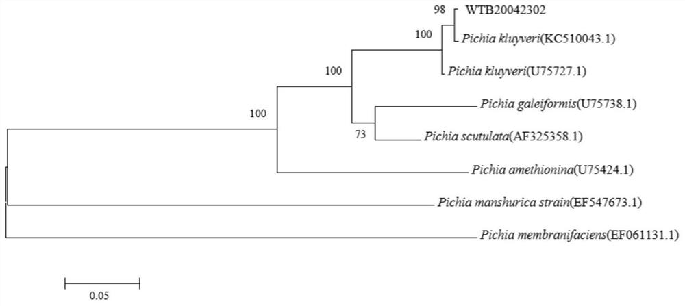 Pichia kluyveri for overall-process environment-friendly production of fruit wine and application of Pichia kluyveri