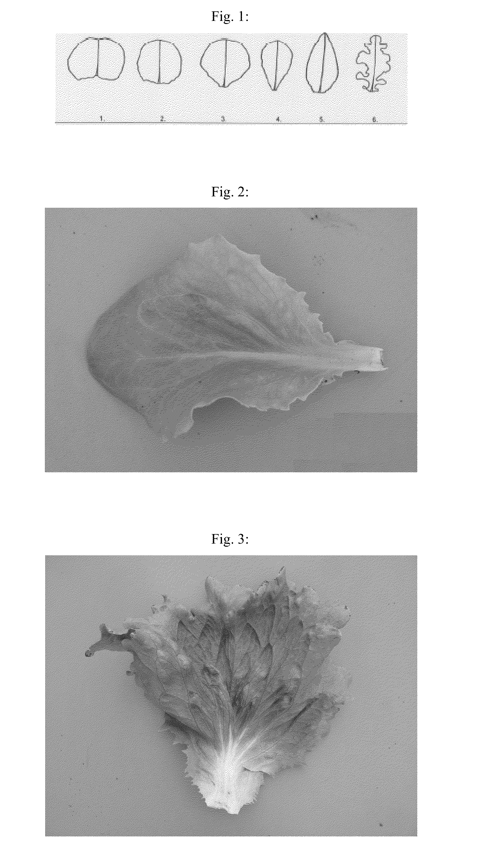 Lettuce variety 45-125 rz