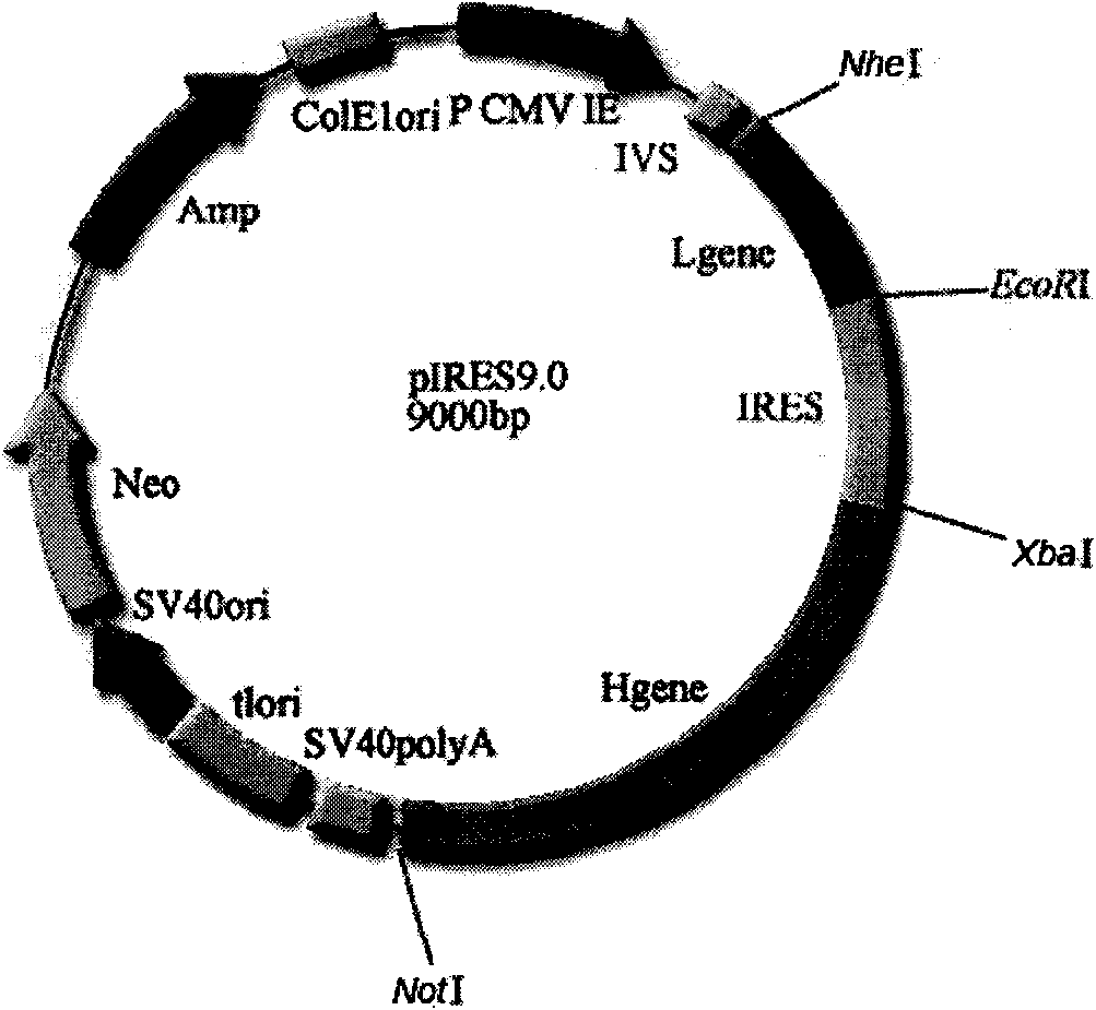 Antibody, and coding gene and application thereof