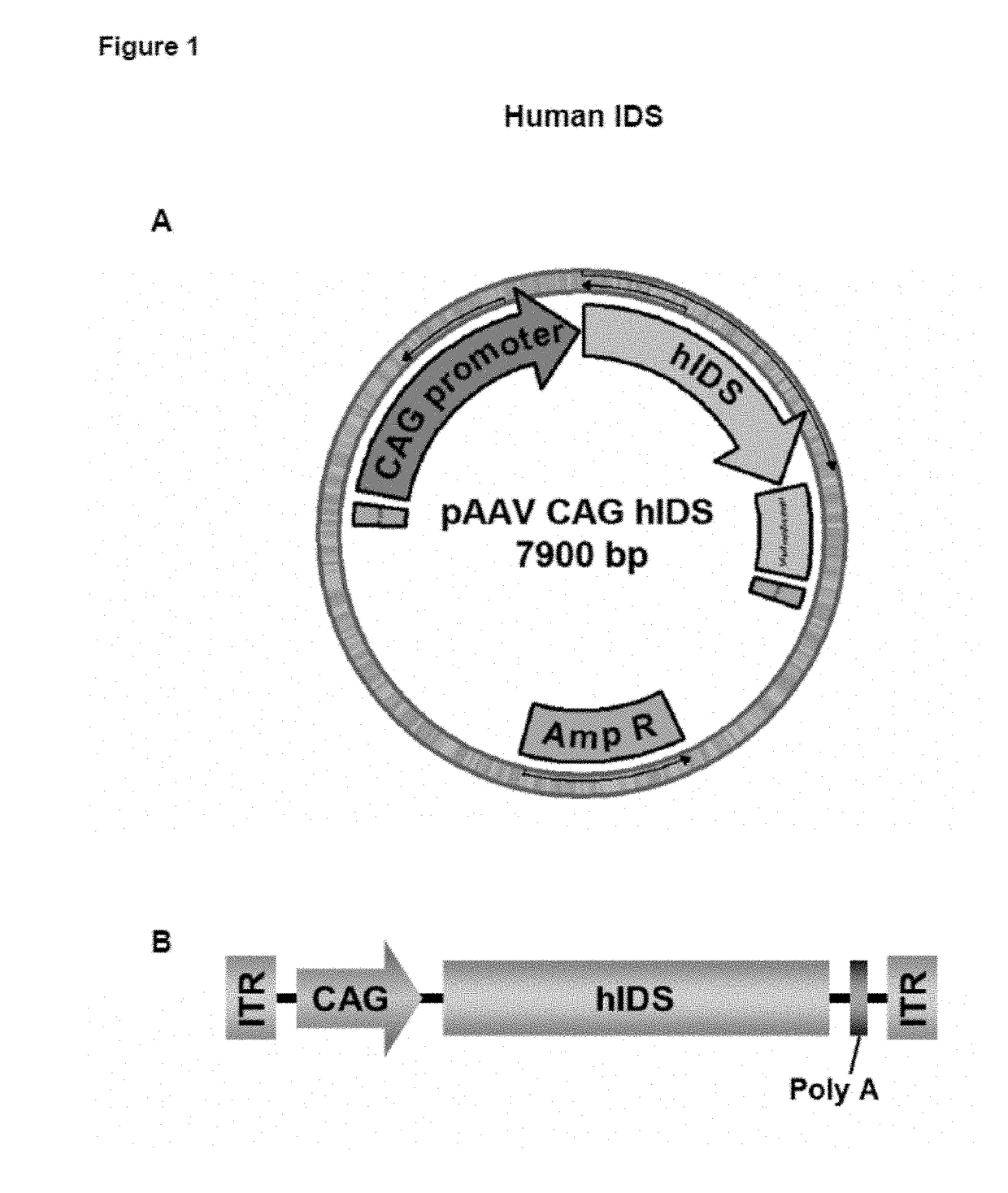 Adenoassociated virus vectors for the treatment of mucopolysaccharidoses